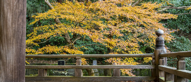 妙本寺の紅葉